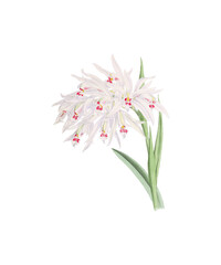 pink flower isolated on white