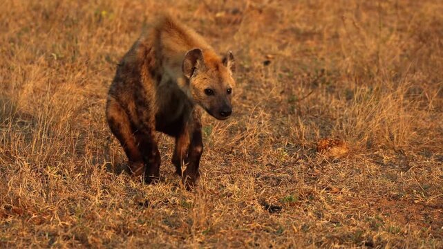 hyena in serengeti national park serengeti tanzania