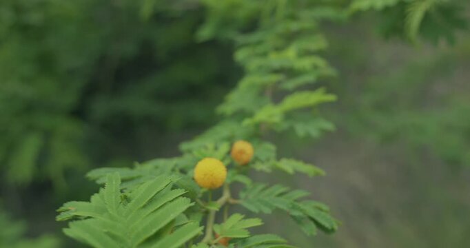 Arbuste fleuri guadeloupe