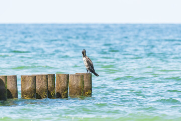 Great cormorant (Phalacrocorax carbo) a species of large water bird with black plumage and a sharp beak, the animal sits on a wooden breakwater at the seashore on a sunny summer day.