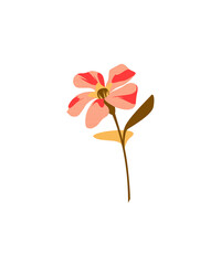 red flower isolated on white background