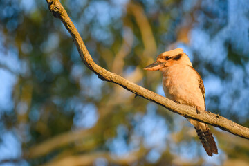 Laughing kookaburra (Dacelo novaeguineae) medium sized bird, animal sitting on a tree branch in natural habitat.