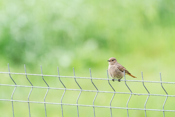 Black redstart (Phoenicurus ochruros) female, a species of small migratory bird with brown plumage and a red tail, the animal is sitting on a fence, against a green background.