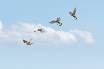 Common kestrel (Falco tinnunculus) a species of medium-sized bird of prey with a sharp beak, flight phases, the animal hangs motionless in the air, flapping its wings in the sky.