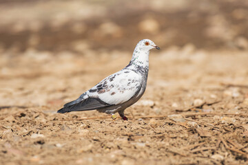 Rock dove (Columba livia) is a species of medium-sized bird with white and gray plumage, the animal stands on the ground on sunny day.