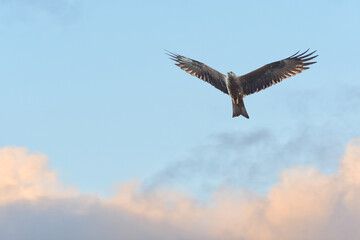 Red kite (Milvus milvus) is a species of large bird of prey with dark plumage, the animal soars with spread wings in the sky.