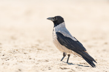 Carrion crow (Corvus corone) a species of medium-sized bird with grey-black plumage and a large black beak, the animal stands on a sandy beach on a sunny day.