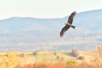 Red kite (Milvus milvus) is a species of large bird of prey with dark plumage, the animal soars with spread wings in the sky.