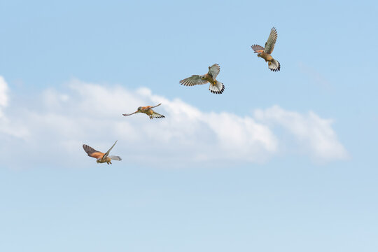Common kestrel (Falco tinnunculus) a species of medium-sized bird of prey with a sharp beak, flight phases, the animal hangs motionless in the air, flapping its wings in the sky.