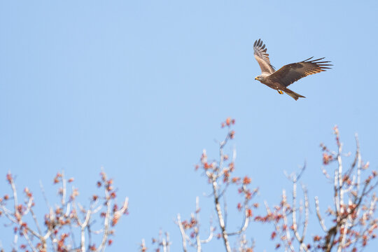 Red kite (Milvus milvus) is a species of large bird of prey with dark plumage, the animal soars with spread wings in the sky.