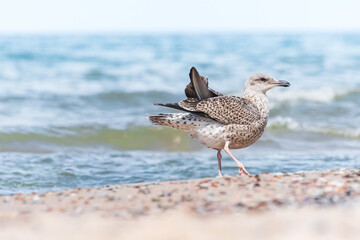 European herring gull (Larus argentatus) a species of large water bird with light plumage, a juvenile, the animal walks on a beach by the sea on a sunny day.