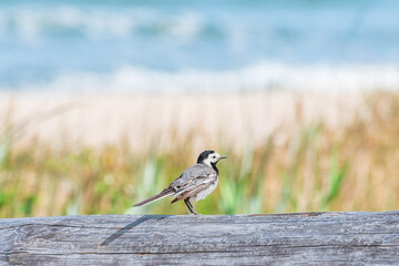 White wagtail (Motacilla alba) a species of small bird with light plumage and a black and white head, the animal sits on a wooden log on the seashore on a sunny day.