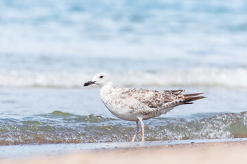 European herring gull (Larus argentatus) a species of large water bird with light plumage, a juvenile, the animal walks on a beach by the sea on a sunny day.