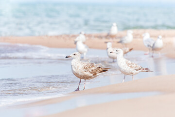 European herring gull (Larus argentatus) a species of large water bird with light plumage, a juvenile, the animal walks on a beach by the sea on a sunny day.