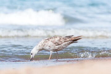 European herring gull (Larus argentatus) a species of large water bird with light plumage, a juvenile, the animal walks on the beach by the sea and eats crustaceans on a sunny day.