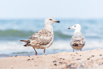 European herring gull (Larus argentatus) a species of large water bird with light plumage, a juvenile, the animal walks on a beach by the sea on a sunny day.