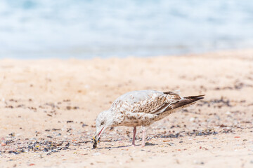 European herring gull (Larus argentatus) a species of large water bird with light plumage, a juvenile, the animal walks on the beach by the sea and eats crustaceans on a sunny day.