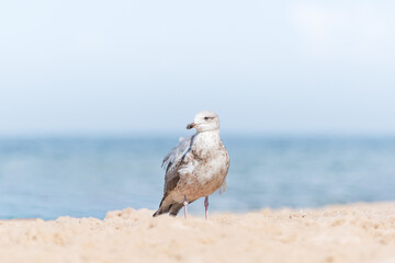 European herring gull (Larus argentatus) a species of large water bird with light plumage, a juvenile, the animal walks on a beach by the sea on a sunny day.