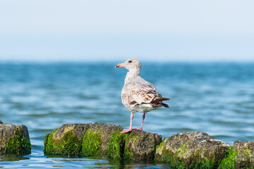 European herring gull (Larus argentatus) a species of large water bird with bright plumage and a sharp beak, the animal sits on a wooden breakwater at the seashore on a sunny day.