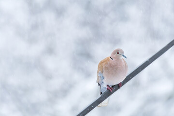 Eurasian collared dove (Streptopelia decaocto) a medium-sized bird with brightly colored plumage, the animal stands on a metal railing on a winter day.