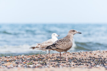 European herring gull (Larus argentatus) a species of large water bird with light plumage, a juvenile, the animal walks on the beach on the seashore among crustaceans on a sunny day.