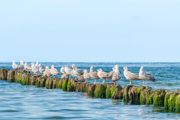 European herring gull (Larus argentatus) a species of large water bird with bright plumage and a sharp beak, the animals sit on a wooden breakwater at the seashore on a sunny day.