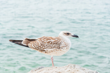 European herring gull (Larus argentatus) a species of large water bird with light plumage, a juvenile, the animal stands on a stone on the seashore on a sunny day.