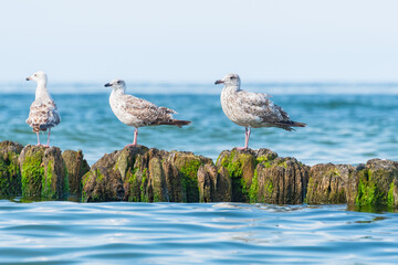 European herring gull (Larus argentatus) a species of large water bird with bright plumage and a sharp beak, the animals sit on a wooden breakwater at the seashore on a sunny day.