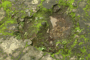 Obraz premium green moss on the stone