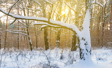 winter snowbound forest glade in light of sparkle sun, seasonal outdoor landscape © Yuriy Kulik