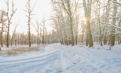 winter snowbound forest glade in light of sparkle sun, seasonal outdoor landscape © Yuriy Kulik