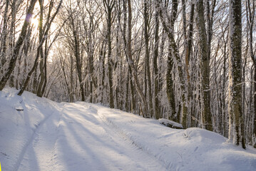 snowbound rural ground road among winter forest