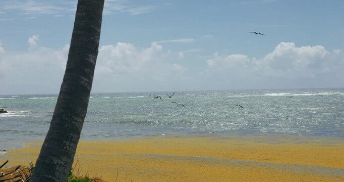 Algues Sargasses guadeloupe