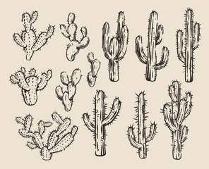 Cacti in detail