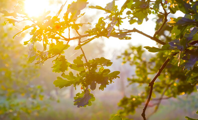 oak tree branch in light of starkle sun, autumn forest outdoor scene © Yuriy Kulik