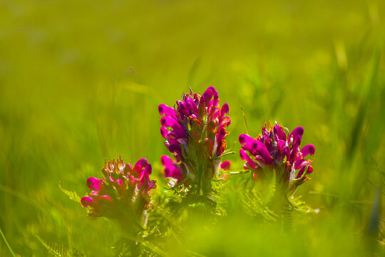closeup wid flowers among green prairie grass