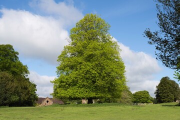 Lime Tree (Tilia x europaea)