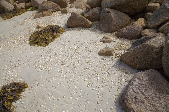 Limpets on beach