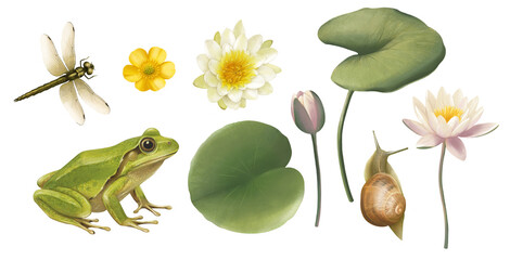 Water Lily Clipart Set, Lotus Illustration, River and Swamp Wildlife, Aquatic Flora and Fauna Art, Water Flowers and Animals, Frog and Snail © slaviuk