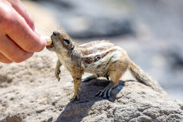 Gestreiftes Borstenh&ouml;rnchen auf Fuerteventura
