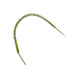 Single Bent Wheat Stalk Isolated Black Background Studio