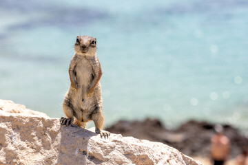 Gestreiftes Borstenh&ouml;rnchen auf Fuerteventura
