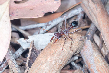 Large Red Bull Ant Exploring Forest Floor