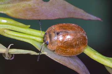 Orange Leaf Beetle on Eucalyptus Stem