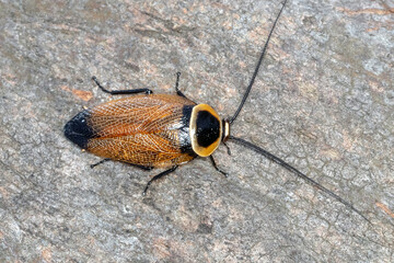 Australian bush cockroach with glossy brown wings