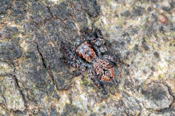 Hairy jumping spider camouflaged on tree bark