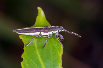 Long nosed weevil perched on green leaf