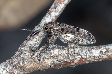 Primitive weevil perched on lichen covered branch
