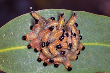 Cluster of sawfly larvae grouped on eucalyptus leaf