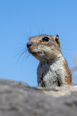 Gestreiftes Borstenh&ouml;rnchen auf Fuerteventura
